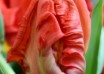 Tulipa Red Bright Parrot ® (4)